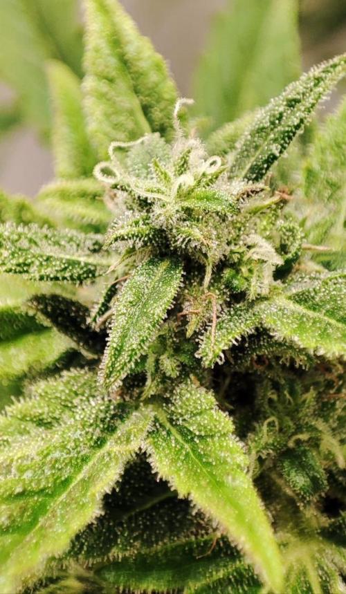 Auto Fractal Divine Seeds Comp. vol.2. Week 11