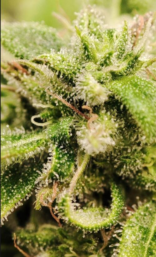 Auto Fractal Divine Seeds Comp. vol.2. Week 11