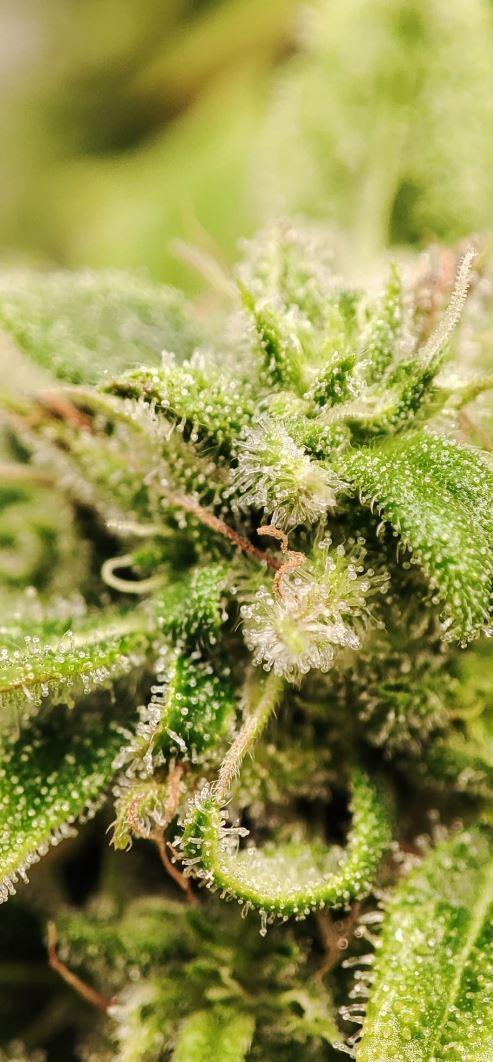 Auto Fractal Divine Seeds Comp. vol.2. Week 11