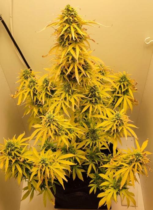 Auto Fractal Divine Seeds Comp. vol.2. Week 12