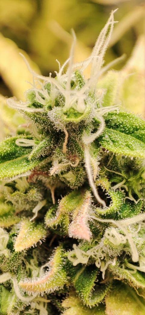 Auto Fractal Divine Seeds Comp. vol.2. Week 12