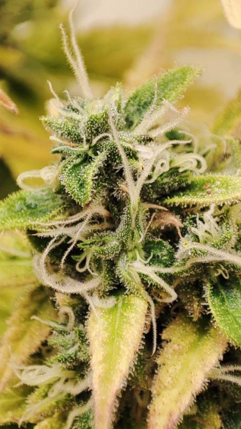 Auto Fractal Divine Seeds Comp. vol.2. Week 12