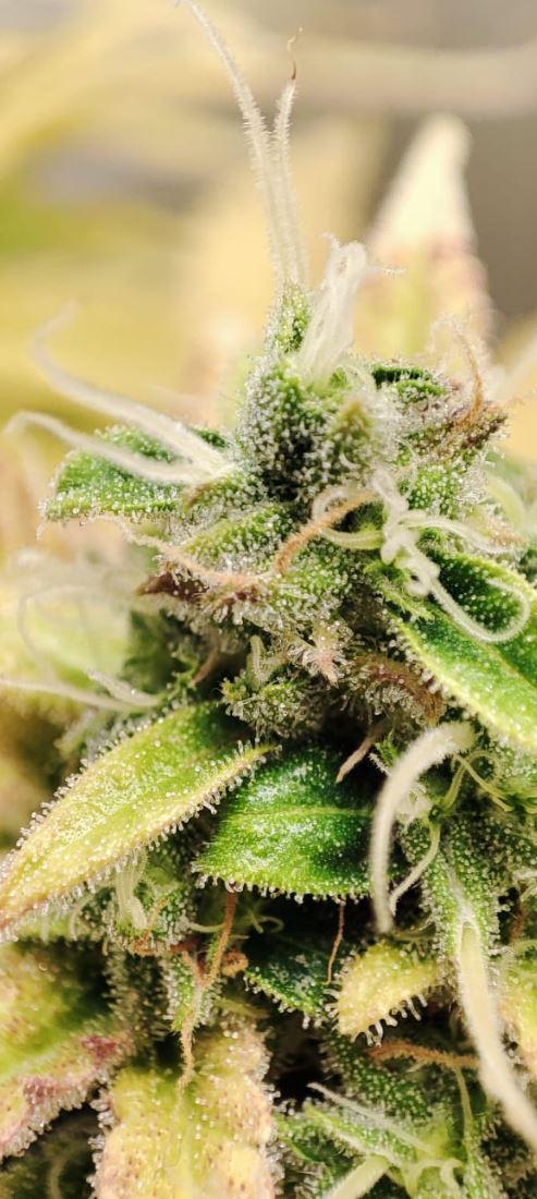 Auto Fractal Divine Seeds Comp. vol.2. Week 12