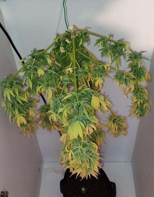 Auto Fractal Divine Seeds Comp. vol.2. Week 12