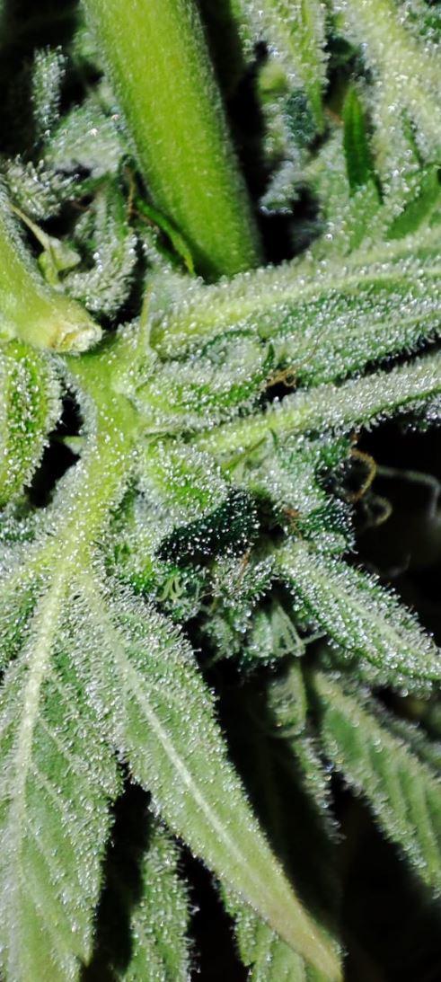 Auto Fractal Divine Seeds Comp. vol.2. Week 12