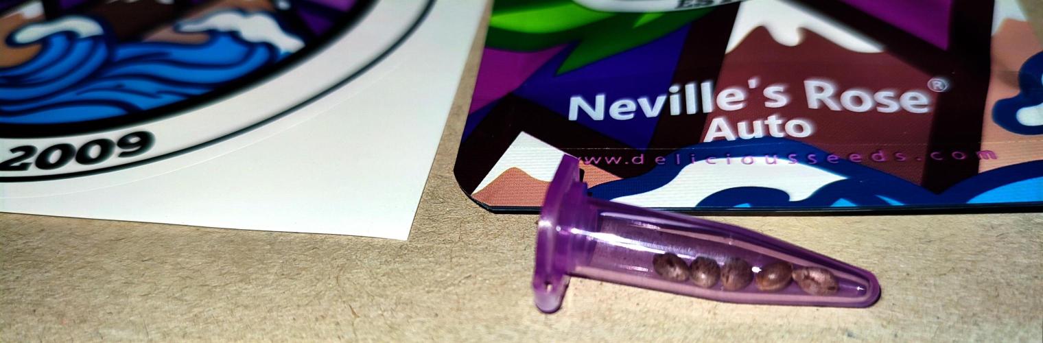 Neville's Rose Auto. Week 0