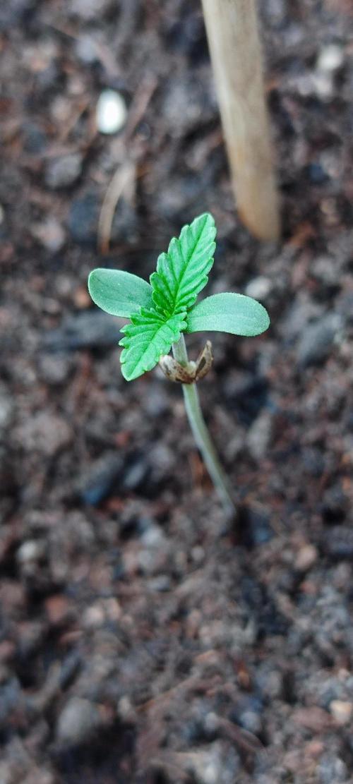 Neville's Rose Auto. Week 1