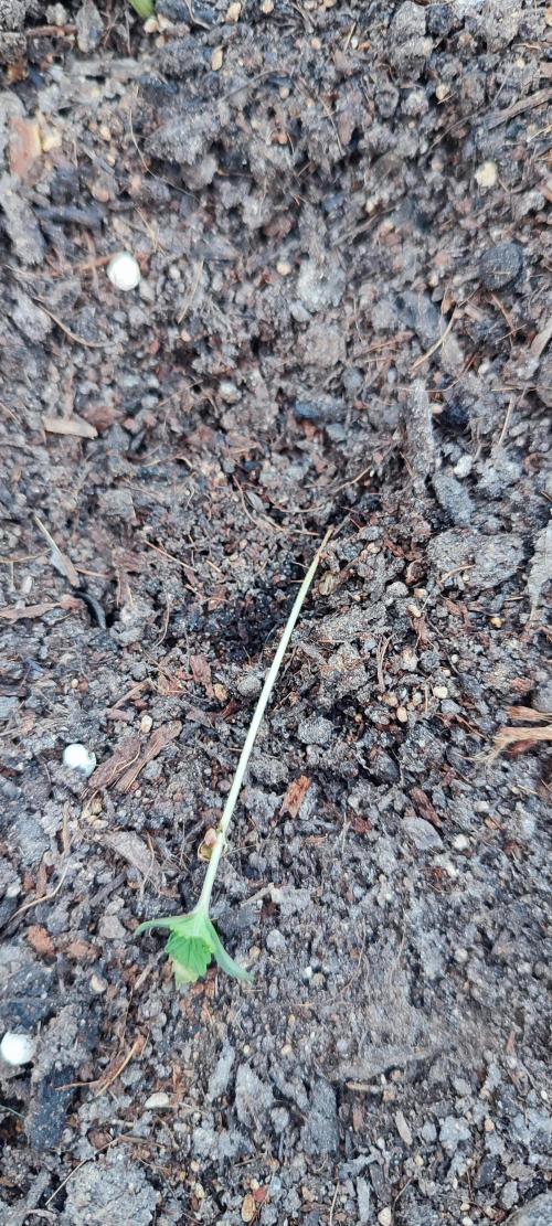 Delicious Seeds 2026 Neville's Rose Auto. Week 1