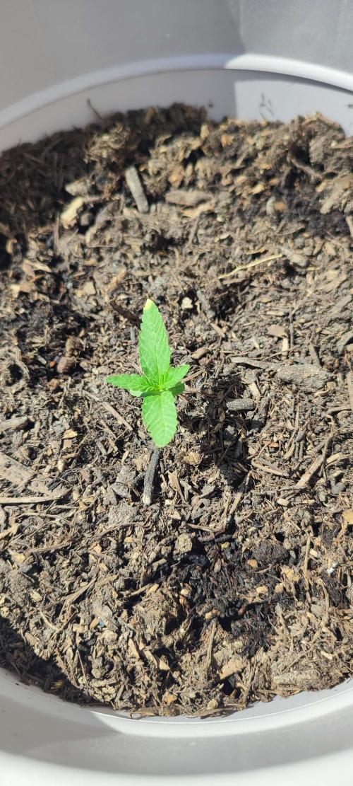 Delicious Seeds 2026 Neville's Rose Auto. Week 1