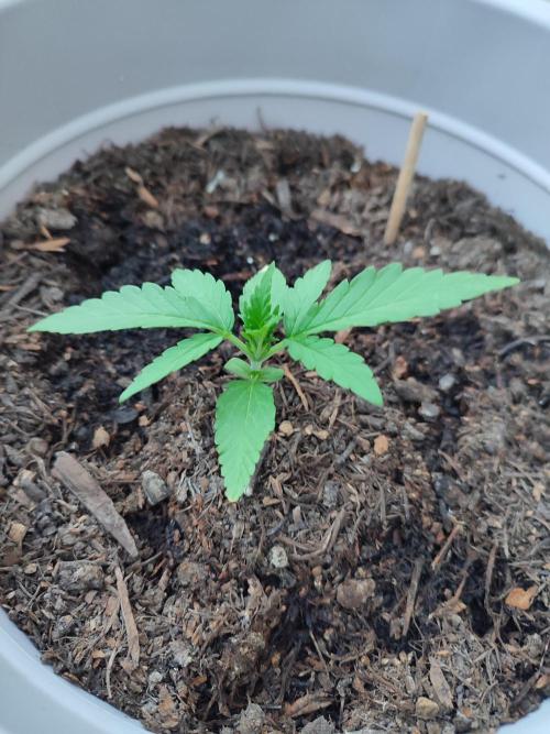 Delicious Seeds 2026 Neville's Rose Auto. Week 2