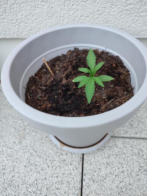 Delicious Seeds 2026 Neville's Rose Auto. Week 2