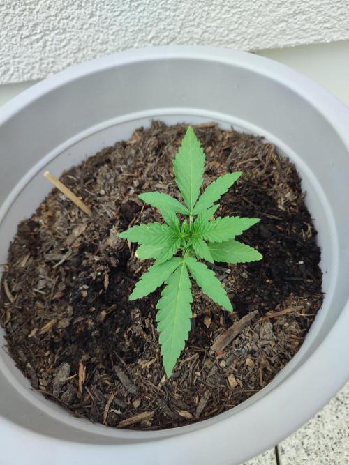 Delicious Seeds 2026 Neville's Rose Auto. Week 2