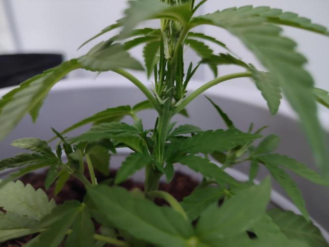 Delicious Seeds 2026 Neville's Rose Auto. Week 3