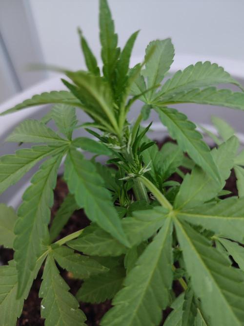 Delicious Seeds 2026 Neville's Rose Auto. Week 3