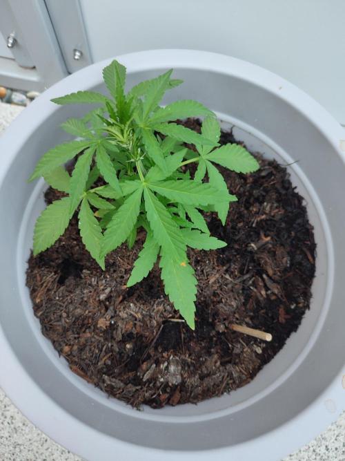 Delicious Seeds 2026 Neville's Rose Auto. Week 3