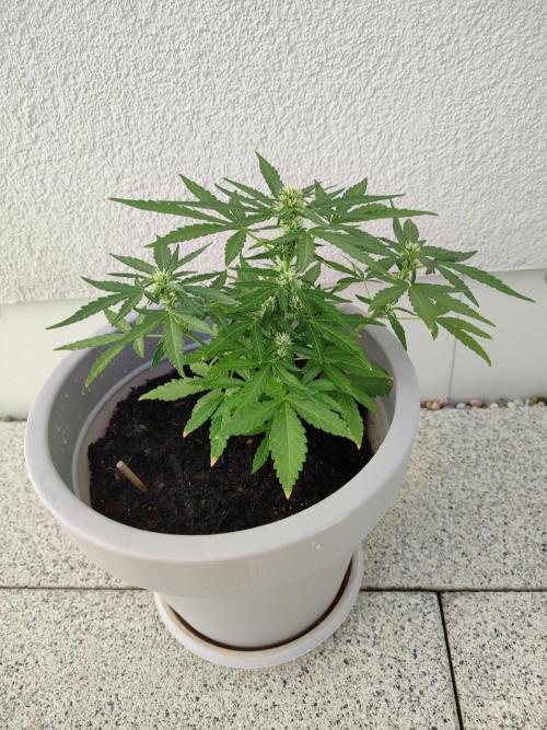 Delicious Seeds 2026 Neville's Rose Auto. Week 4