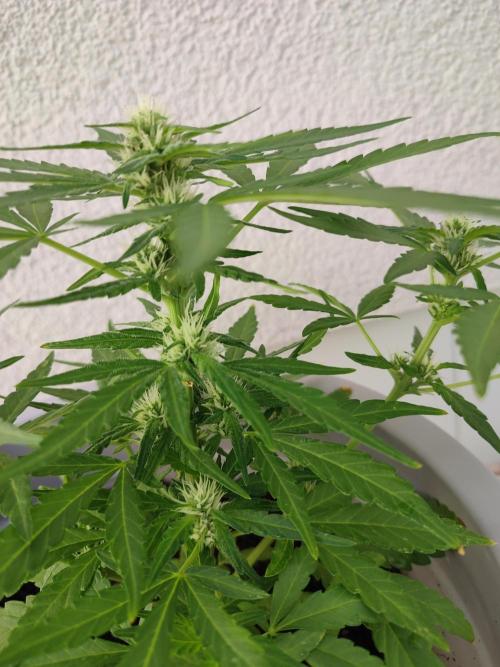Delicious Seeds 2026 Neville's Rose Auto. Week 4
