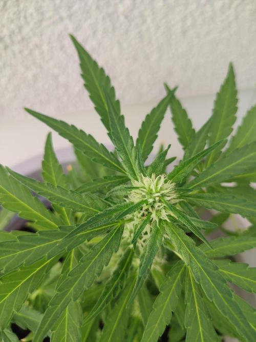Neville's Rose Auto. Week 4