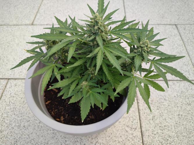 Delicious Seeds 2026 Neville's Rose Auto. Week 5