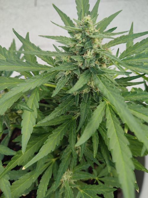 Delicious Seeds 2026 Neville's Rose Auto. Week 5