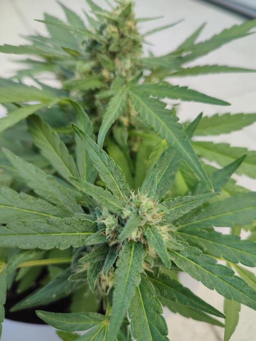 Delicious Seeds 2026 Neville's Rose Auto. Week 5