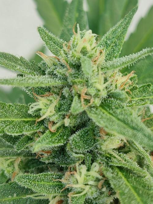 Delicious Seeds 2026 Neville's Rose Auto. Week 5