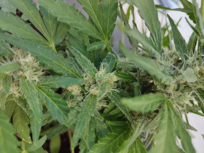 Delicious Seeds 2026 Neville's Rose Auto. Week 5