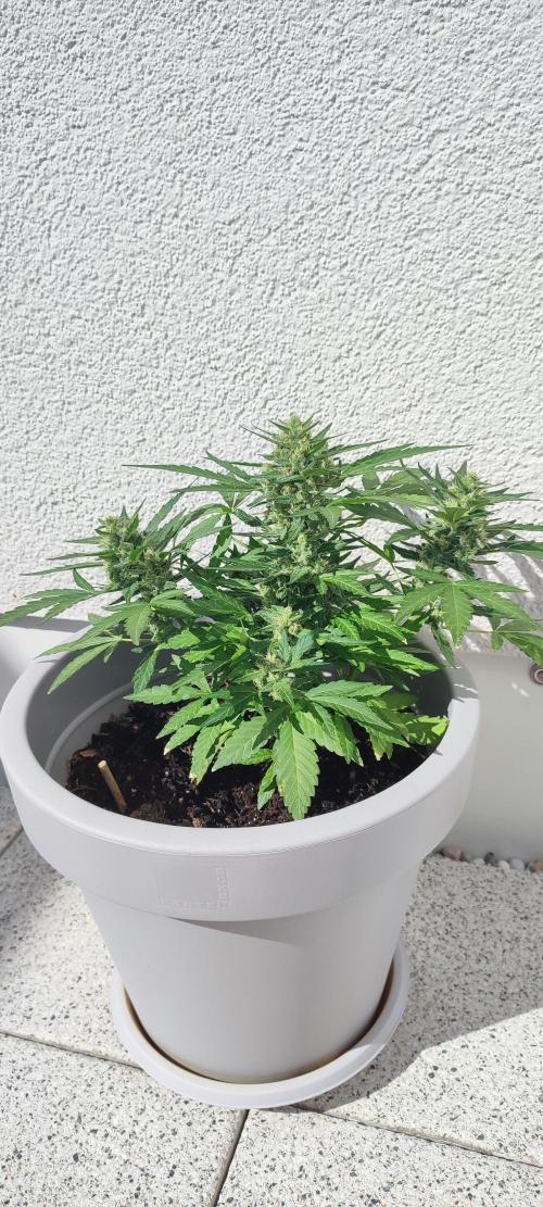 Delicious Seeds 2026 Neville's Rose Auto. Week 6