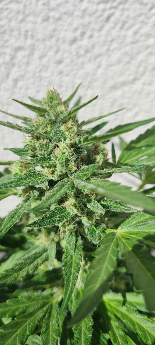 Delicious Seeds 2026 Neville's Rose Auto. Week 6
