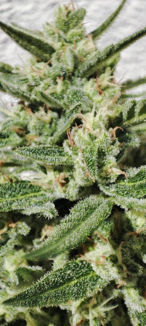 Delicious Seeds 2026 Neville's Rose Auto. Week 6