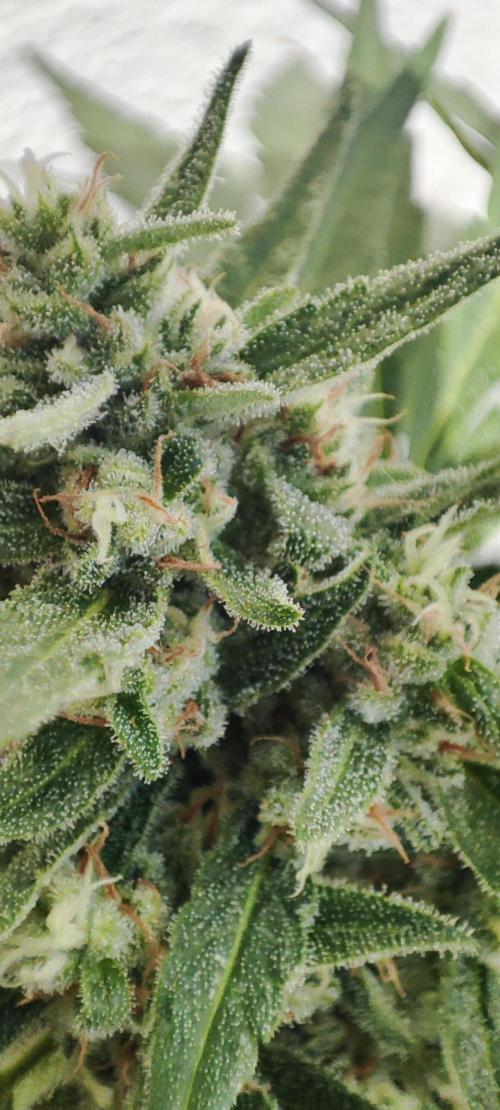 Delicious Seeds 2026 Neville's Rose Auto. Week 6