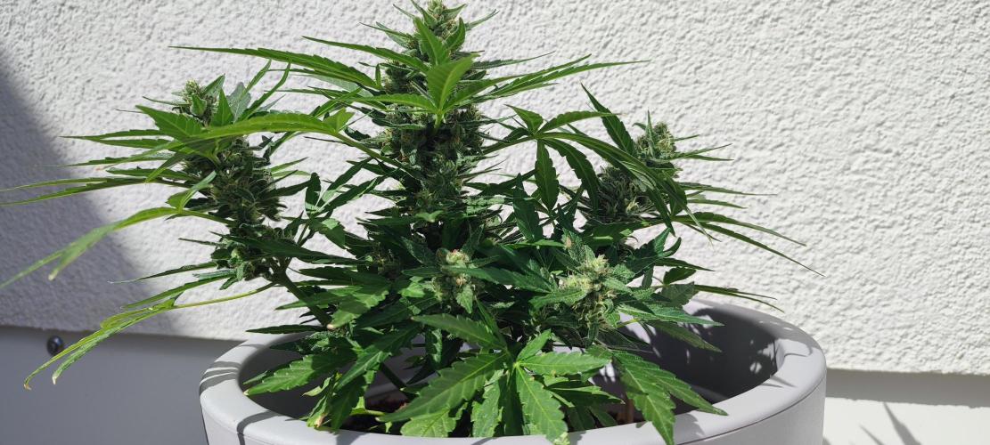Delicious Seeds 2026 Neville's Rose Auto. Week 6