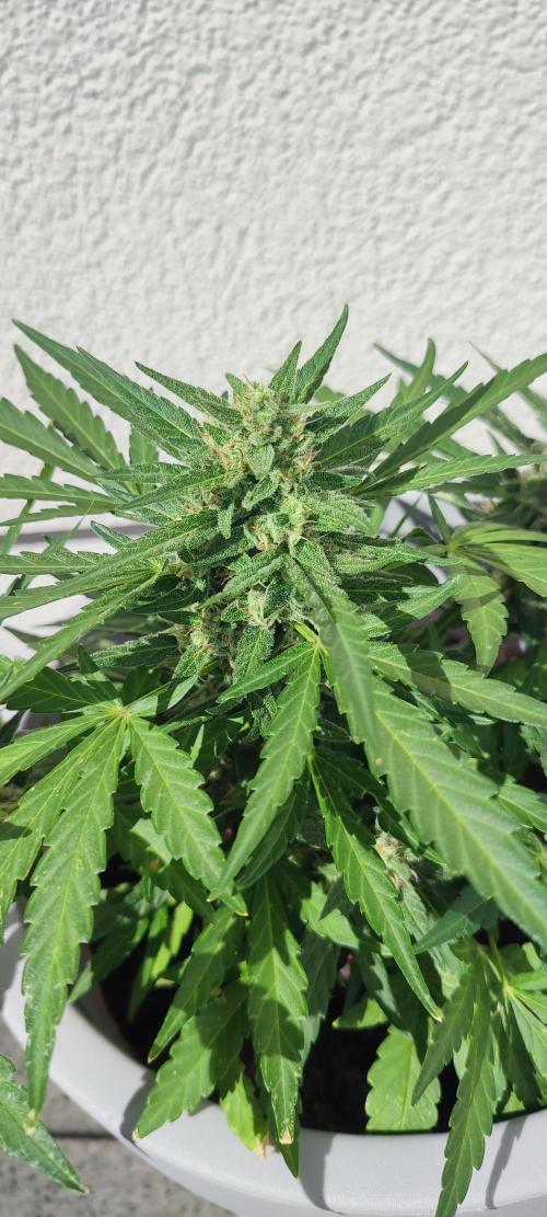 Delicious Seeds 2026 Neville's Rose Auto. Week 6