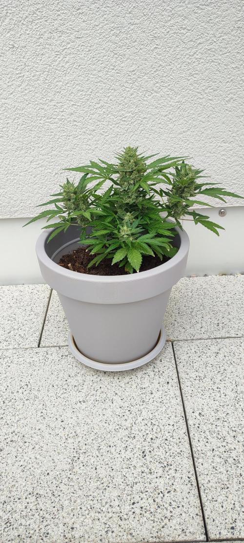 Delicious Seeds 2026 Neville's Rose Auto. Week 7