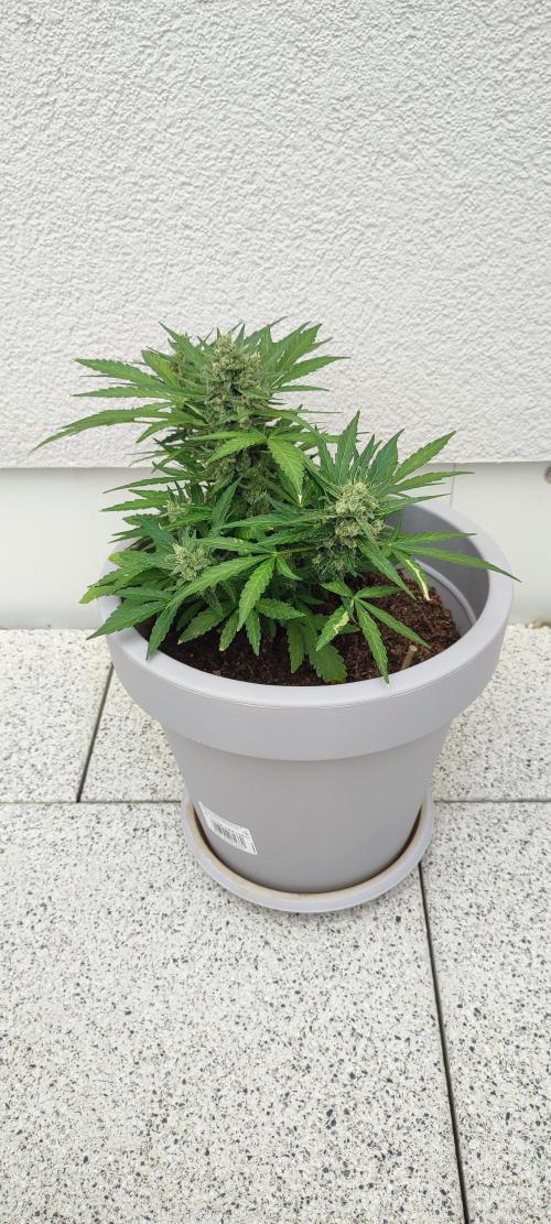 Delicious Seeds 2026 Neville's Rose Auto. Week 7