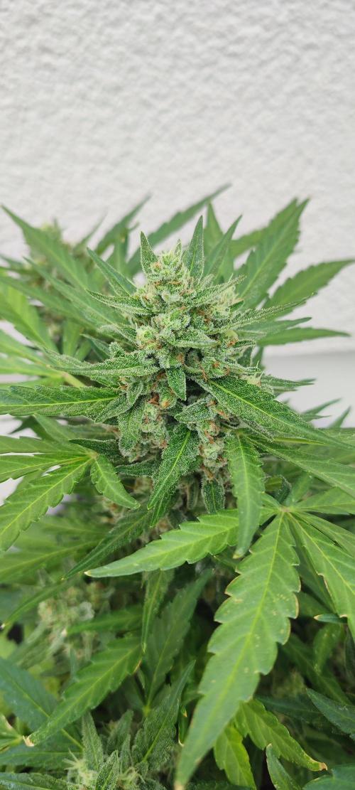 Delicious Seeds 2026 Neville's Rose Auto. Week 7