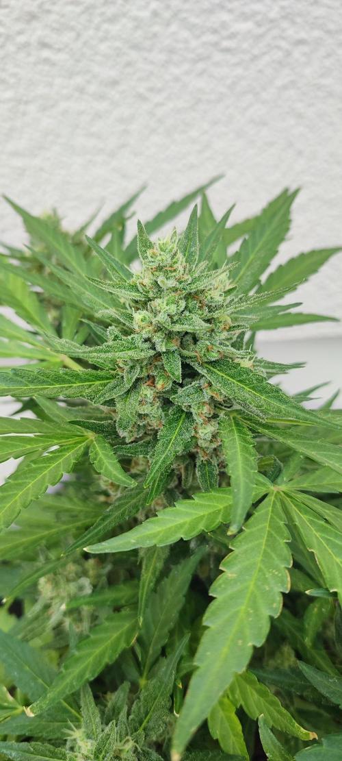 Delicious Seeds 2026 Neville's Rose Auto. Week 7