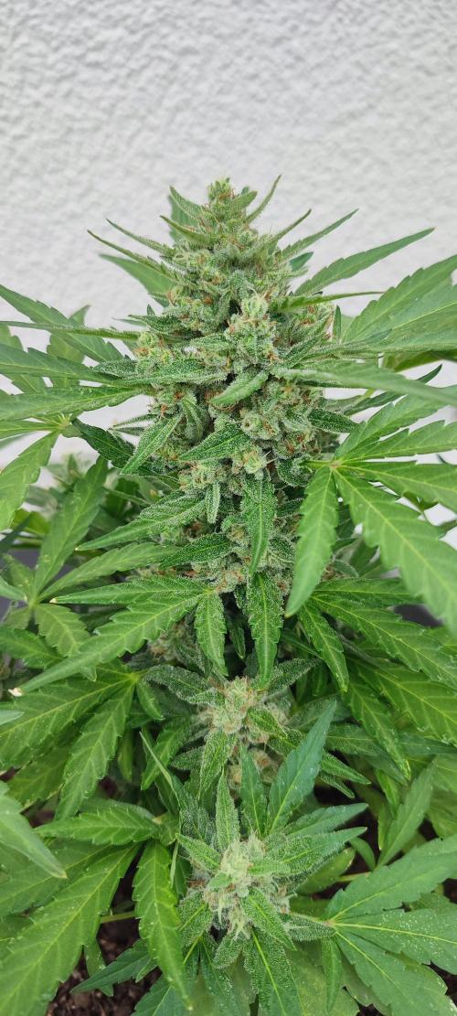 Delicious Seeds 2026 Neville's Rose Auto. Week 7