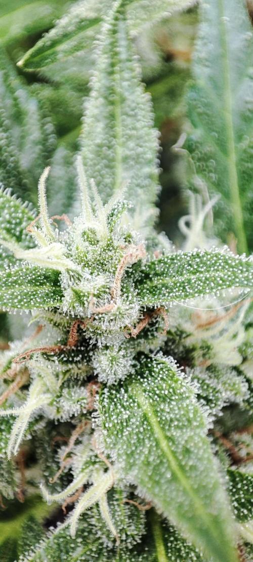 Delicious Seeds 2026 Neville's Rose Auto. Week 7