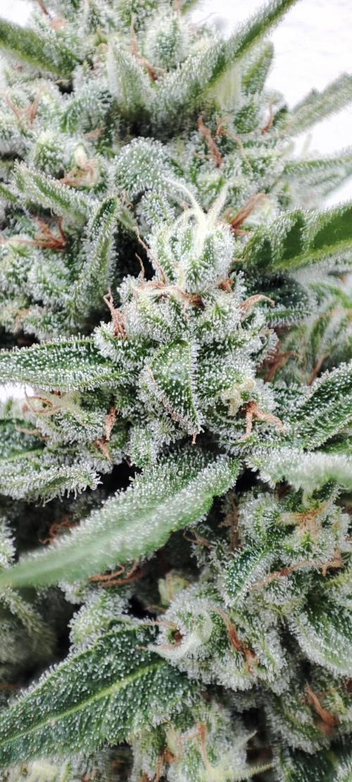 Delicious Seeds 2026 Neville's Rose Auto. Week 7