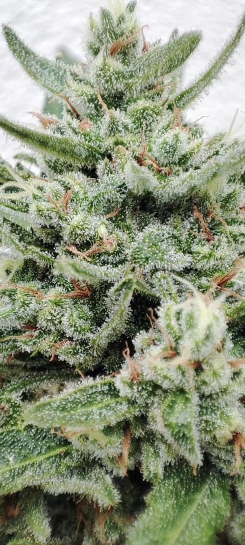 Delicious Seeds 2026 Neville's Rose Auto. Week 7