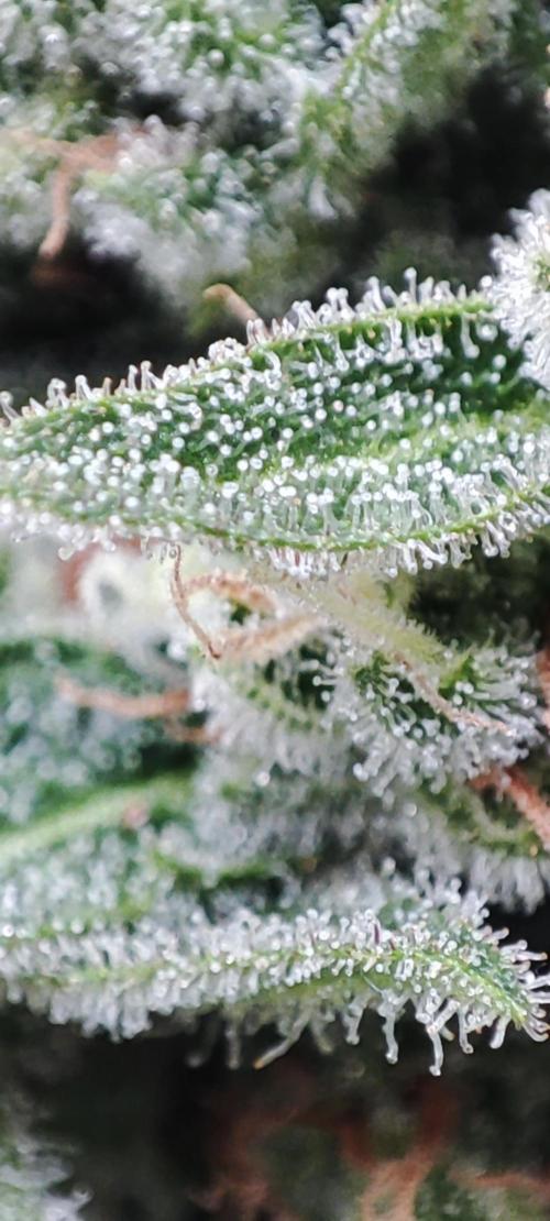 Delicious Seeds 2026 Neville's Rose Auto. Week 7