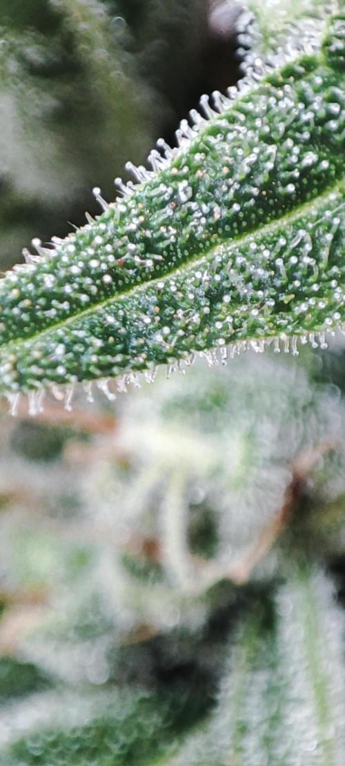 Delicious Seeds 2026 Neville's Rose Auto. Week 7