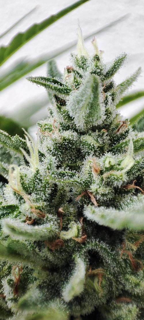 Delicious Seeds 2026 Neville's Rose Auto. Week 7