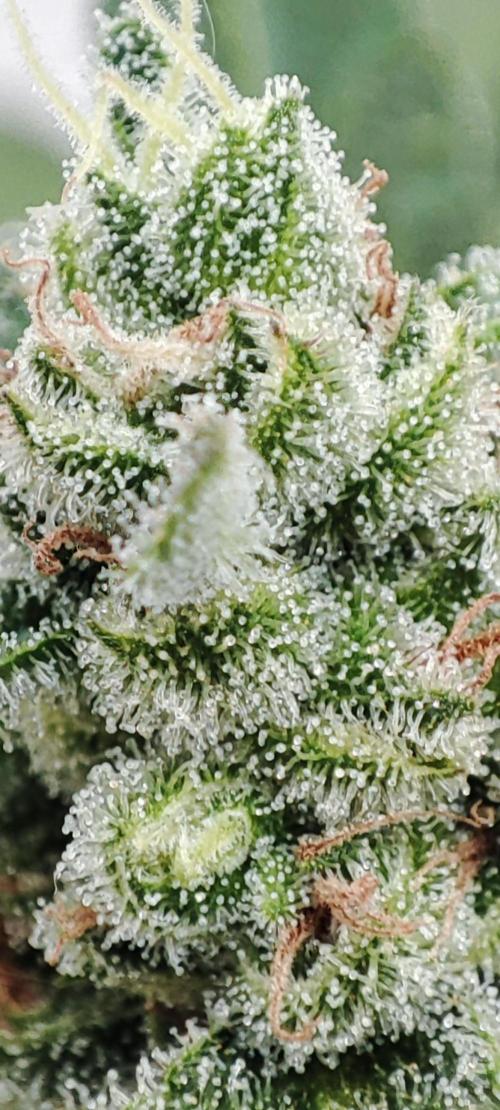 Delicious Seeds 2026 Neville's Rose Auto. Week 7