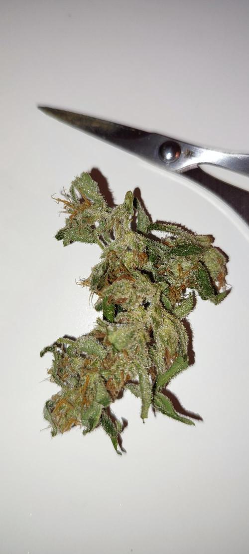 Delicious Seeds 2026 Neville's Rose Auto. Week 8