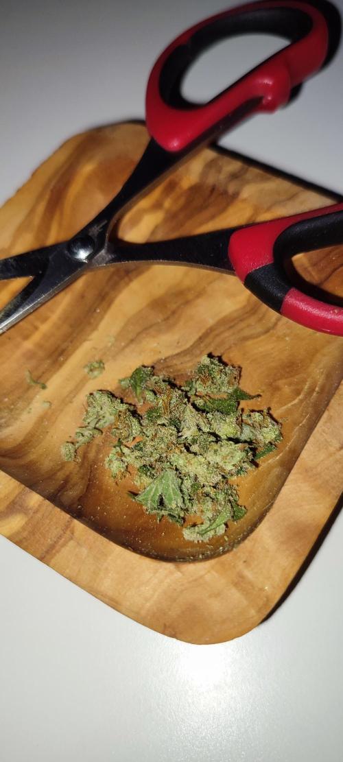 Delicious Seeds 2026 Neville's Rose Auto. Week 8