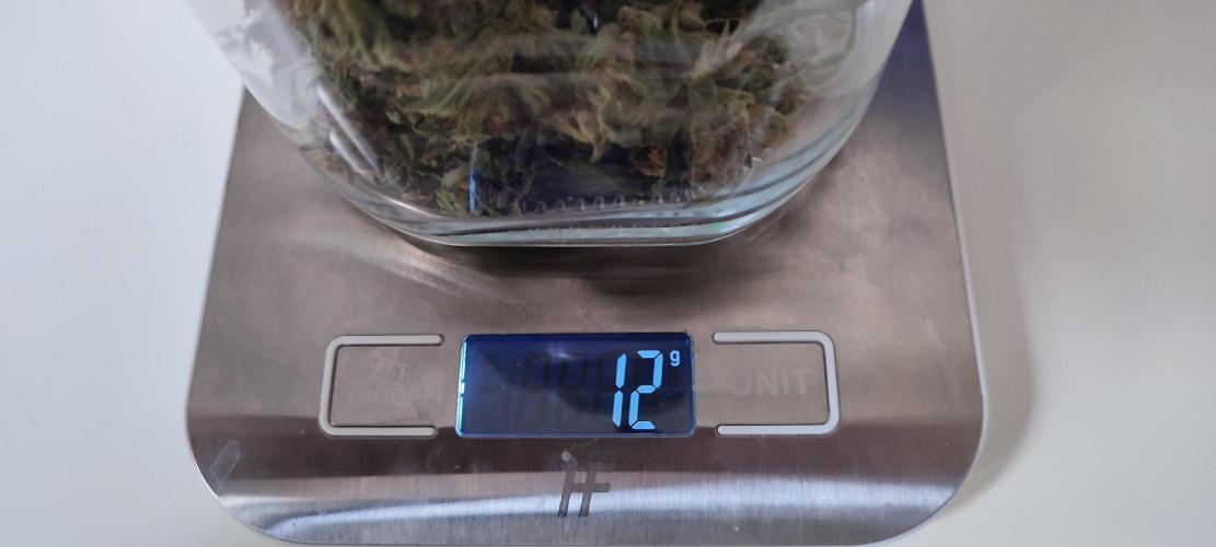 Delicious Seeds 2026 Neville's Rose Auto. Week 8