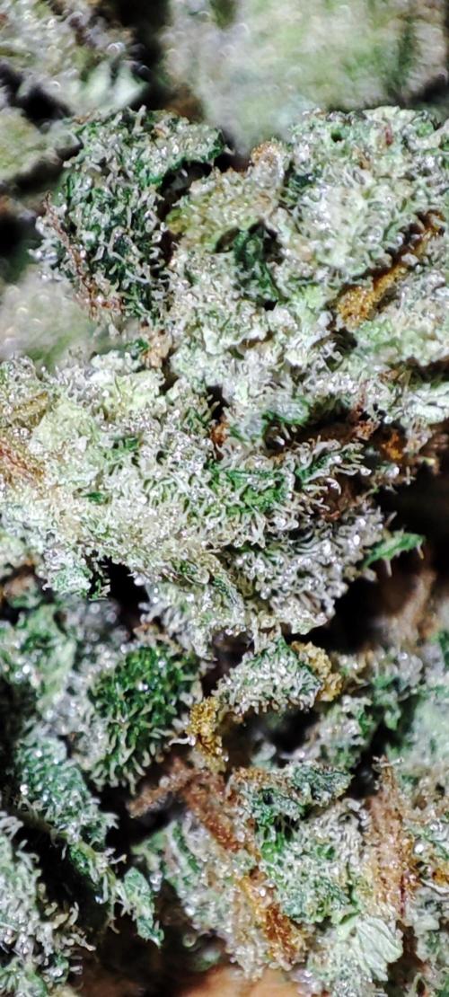 Delicious Seeds 2026 Neville's Rose Auto. Week 8