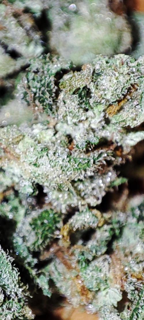 Delicious Seeds 2026 Neville's Rose Auto. Week 8